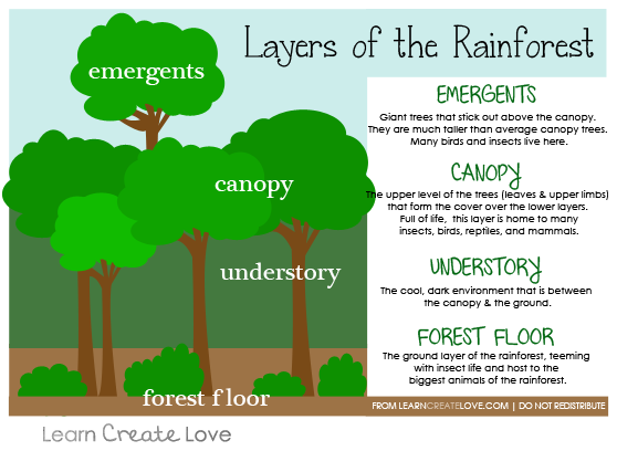 rainforest coloring page layers
