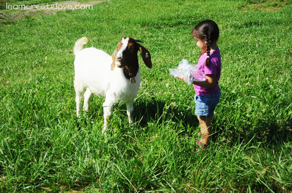 Lorelai feeding Billy Bob (Pop Pop's goat) bread