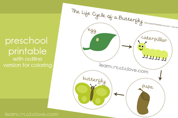 gambar-butterfly-life-cycle-printable-metamorphosis-coloring-pages-di