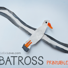 albatross-004