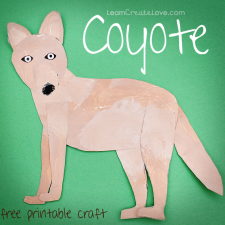 coyote