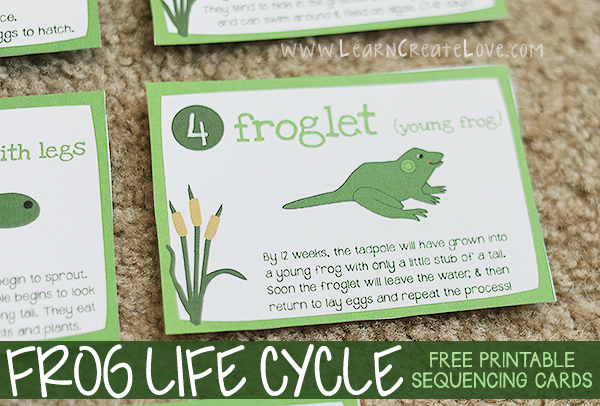 froglifecyle-012
