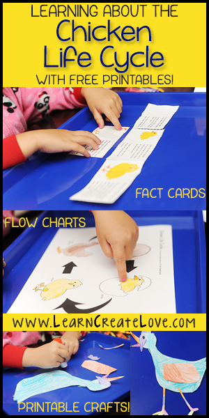 Chicken Life Cycle Printables