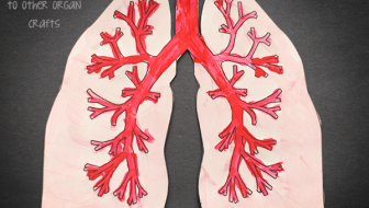 lung
